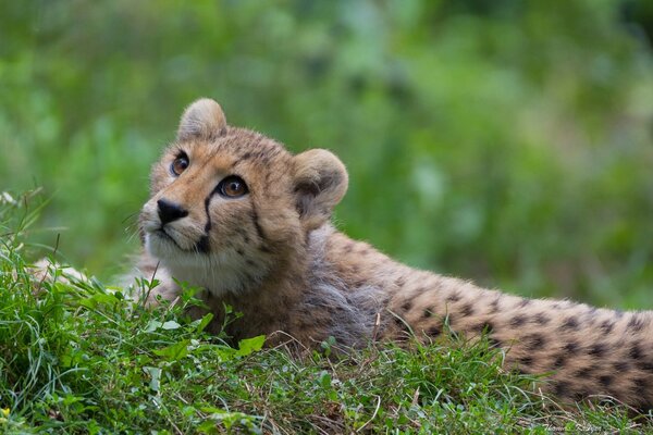 Chat sauvage se prélasser dans l herbe verte