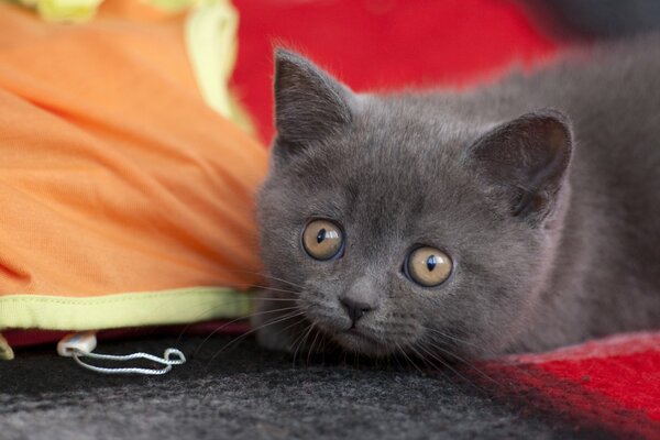 Chaton mignon avec de grands yeux