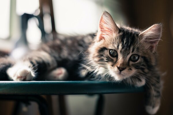 A cat on a chair with a beautiful face