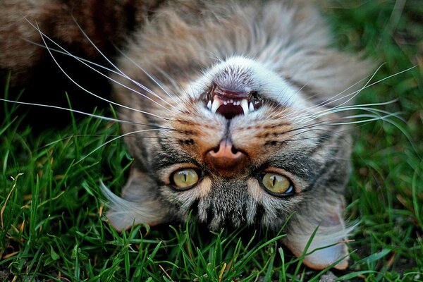 La mirada de un gato en la hierba verde