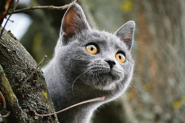 Gato con ojos hermosos