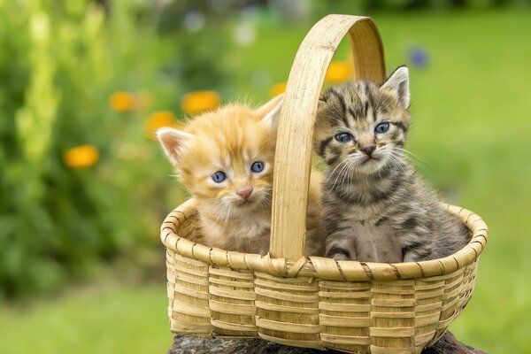 Kittens in a basket on a green lawn