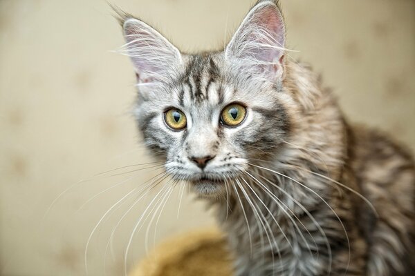 Un gato con un aspecto inusual en tonos grises