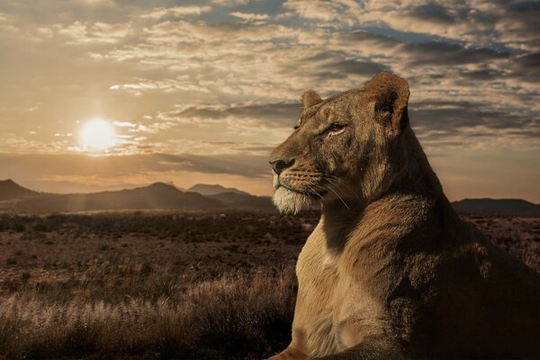 Lionne dans la savane au coucher du soleil