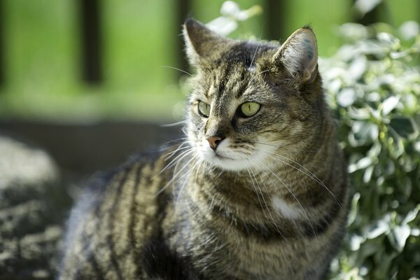 A cat on a sunny day among plants