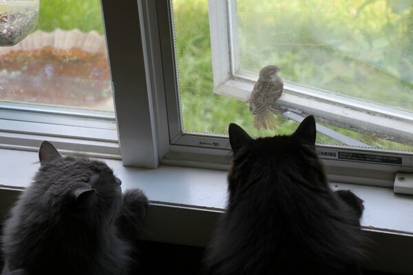 An impudent sparrow under the supervision of cats