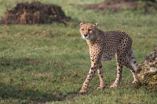 Gepard w poszukiwaniu zdobyczy