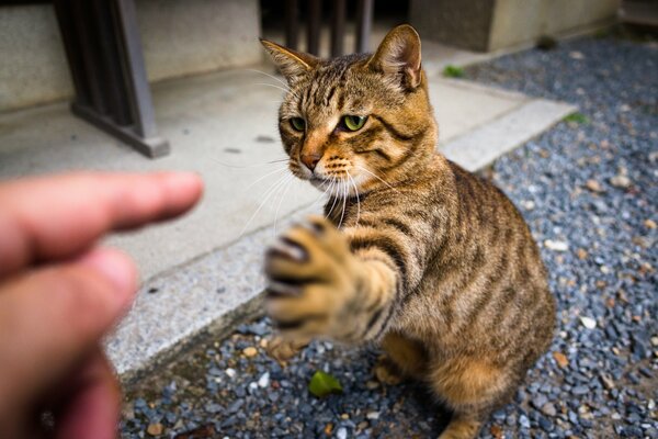 El gato extiende su garra