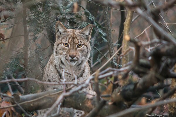 Lince salvaje en los arbustos