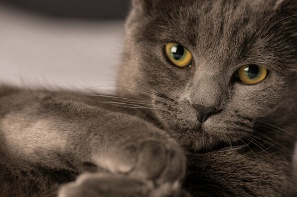 Ein Blick auf eine echte reinrassige britische Katze