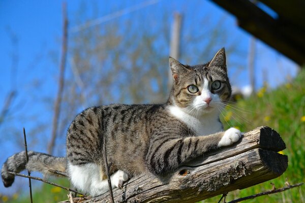 Chat sur une branche d arbre