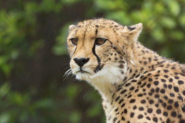 Gepard im Rahmen mit einem schicken Look