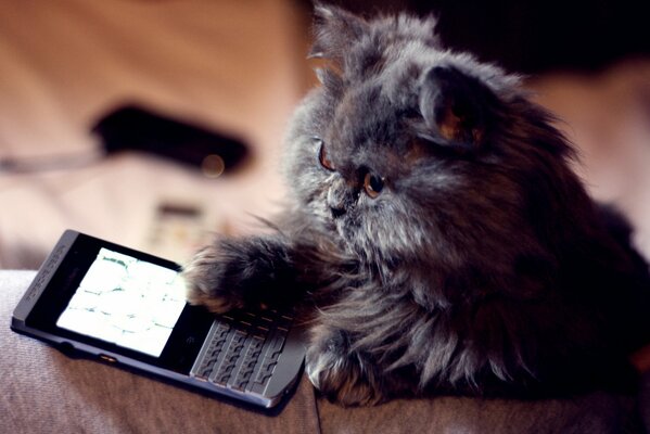 Gato peludo jugando en el Teléfono