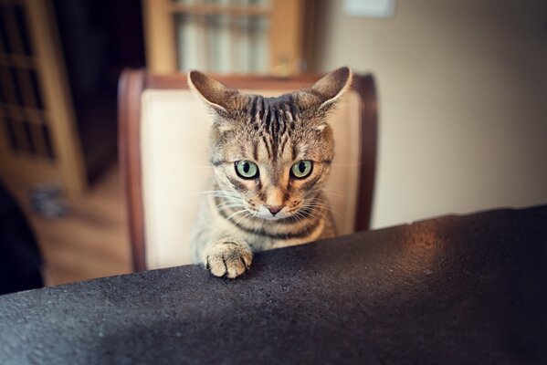 Gatto spaventato seduto al tavolo