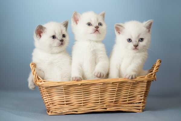 Trois chatons blancs dans un panier