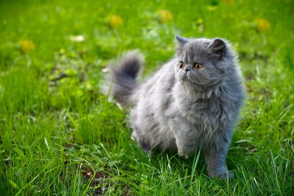 La mirada de un gato gris en la hierba