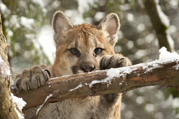 Joven Cougar sentado en un árbol