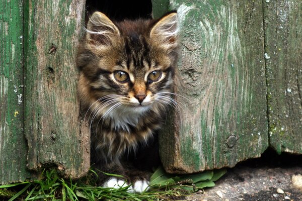 A kitten peeking out from behind the fence