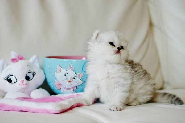 Petit chaton moelleux assis avec des jouets