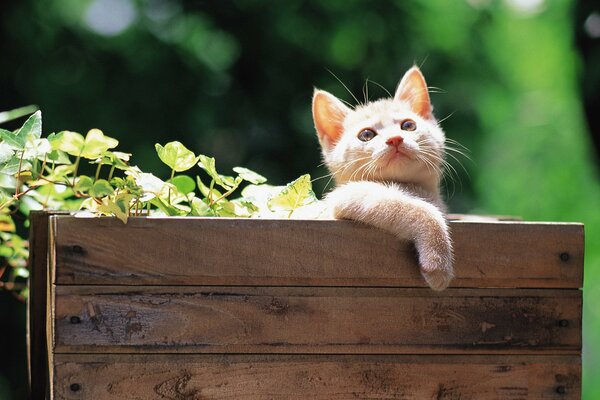 Gatito rojo en una Caja de hojas verdes