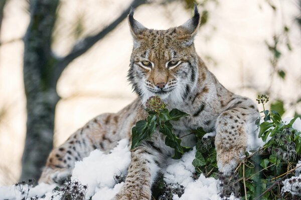 Hermoso lince en un claro cubierto de nieve