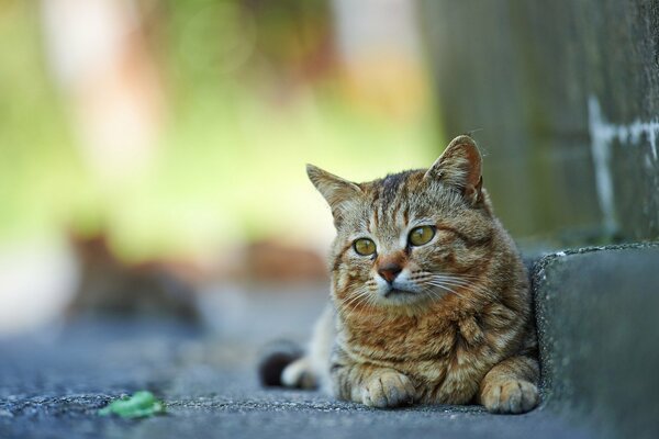 Gatto fuori seduto su un gradino