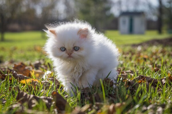 Красивый белый пушистый котенок на прогулке