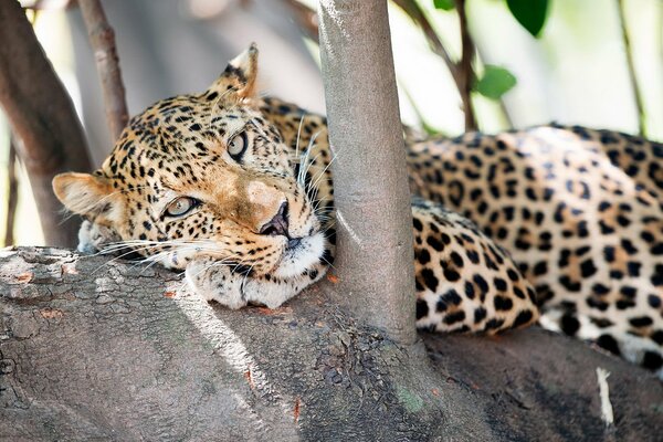 Predatory leopard on a tree