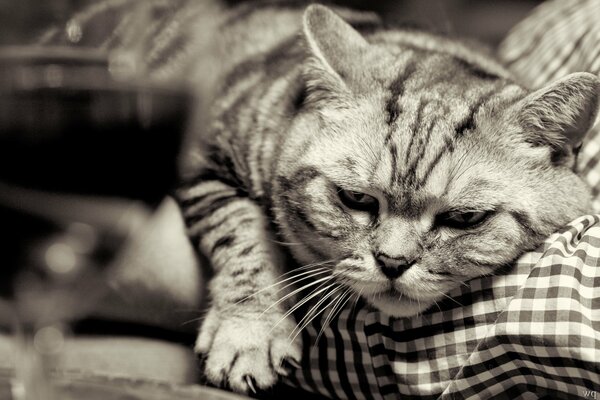 Gato británico con un hermoso hocico y pequeñas patas con garras