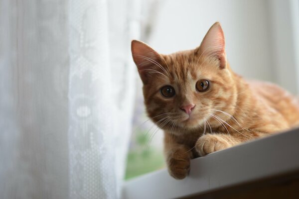 A red-haired kitten is lying on the windowsill