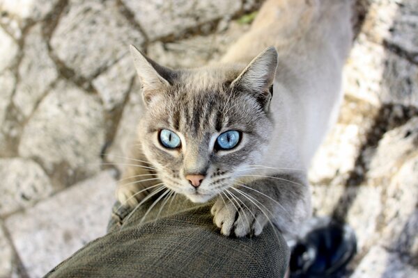 Gehende Katze mit blauen Augen