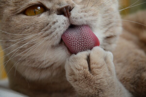 El gato de melocotón se lava la pata con la lengua áspera