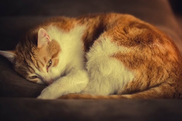 A white-red cat is lying on the bed