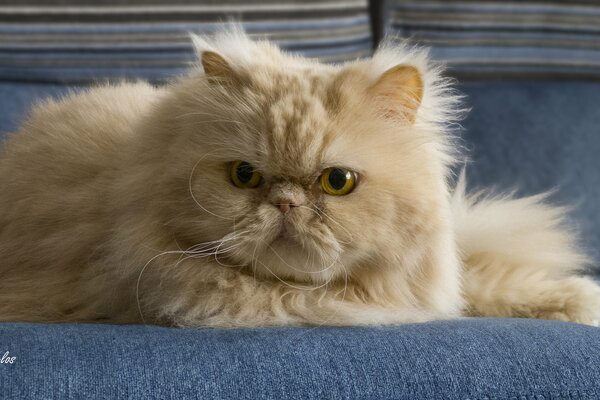 Big-eyed red Persian cat