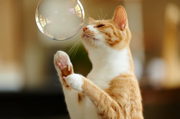 Ginger cat wants to burst a soap bubble