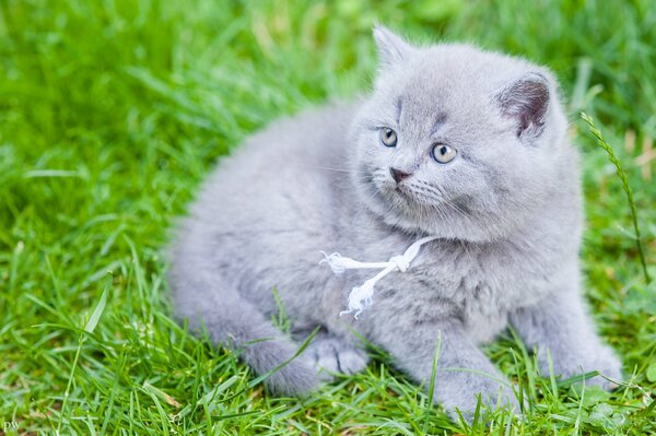 The smoky Brit is lying on the green grass