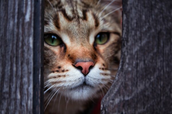 Beautiful cat at the fence