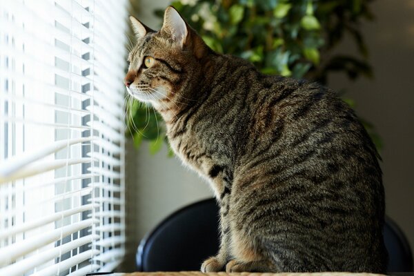 Chat rayé regardant à travers les stores