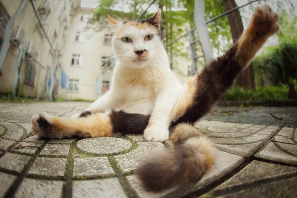 Die Katze ist von unten nach oben auf dem Asphalt geklettert