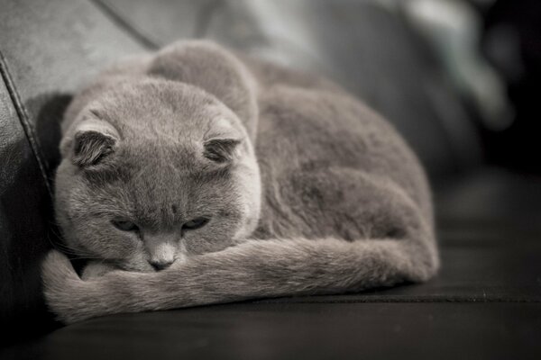 Graue Katze Brite liegt auf der couch