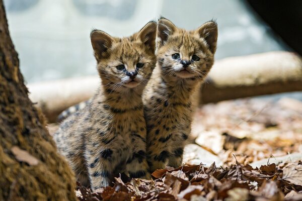 Dos gatitos Serval en hojas