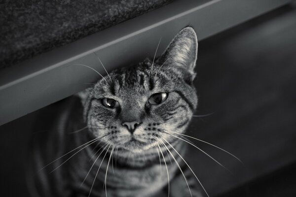 Striped cat in black and white