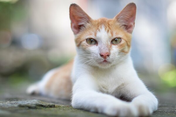 Gato blanco y rojo posando con una mirada altiva