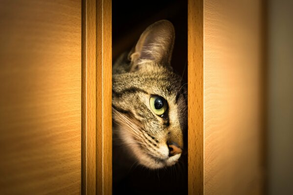 The cat s face peeks out from behind the closet door