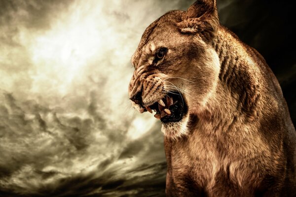 An enraged lioness roars in hdr