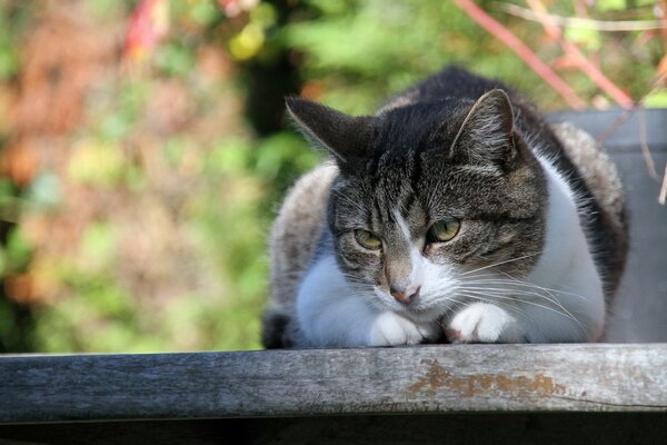 Cat on the background of summer