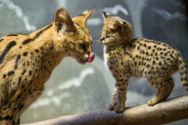 Mamá y bebé servals después de la caza