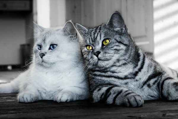 La mirada de un gato sobre un fondo gris