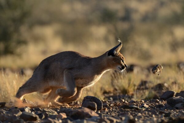 El lince de la estepa caza un pájaro