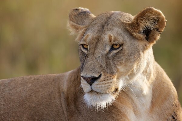 Wild lioness on vacation close-up. Fauna